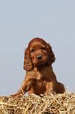 SETTER IRLANDAIS 128